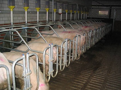 Schweinezucht-Fabrik