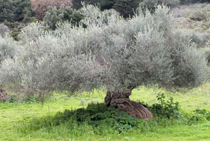 ein Olivenbaum